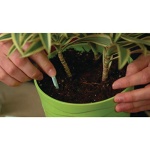 Miracle-Gro Indoor Plant Food Spikes, Includes 24 Spikes - Continuous Feeding for all Flowering and Foliage Houseplants - NPK 6-12-6 - Image 2